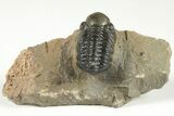 Detailed Reedops Trilobite - Atchana, Morocco #204122-2